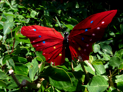 PAPILLON-IGLOO.gif