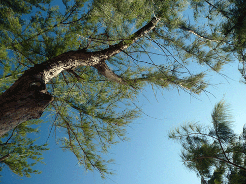 SAINT-VALENTIN-15.gif