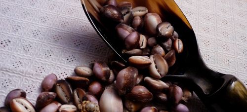 coquillages.jpg