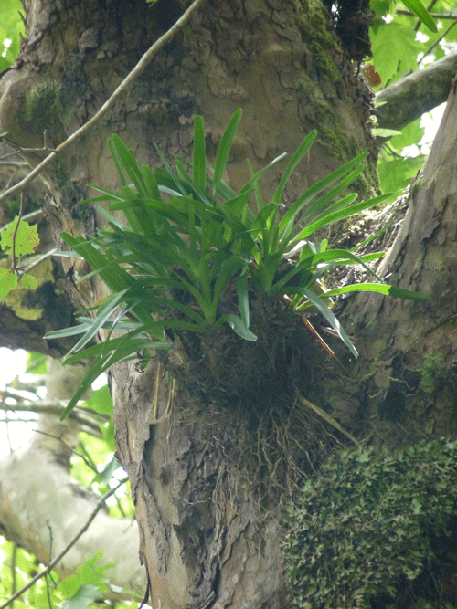 orchidee-11.gif