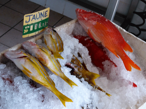 poisson-rouge.gif