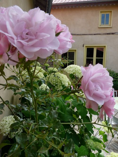 rosa bonica en picardie