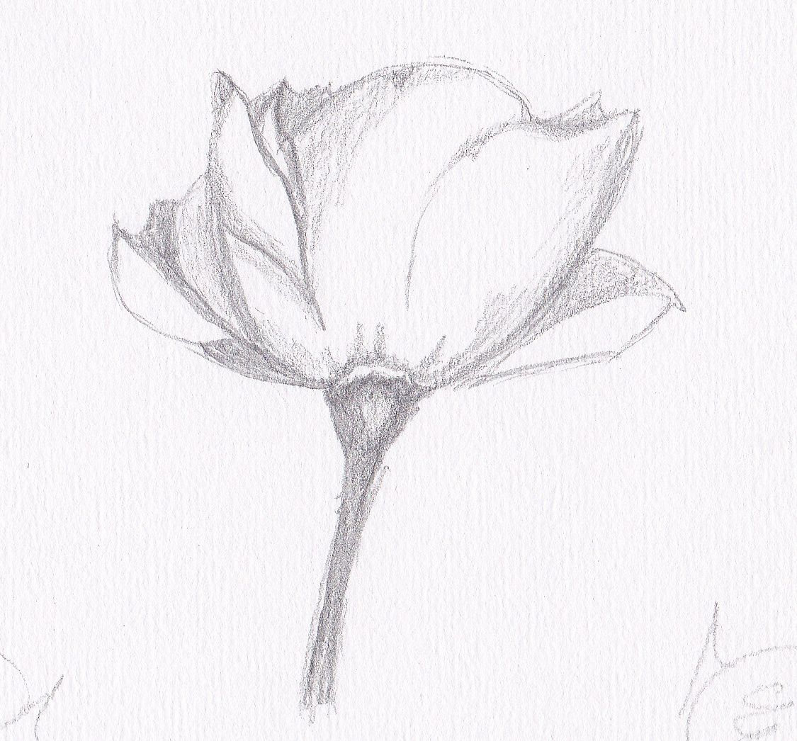 Le dessin du jour : fleur au crayon hn - F. Claire - L' F est Claire Claire  Frelon artiste peintre à Etel