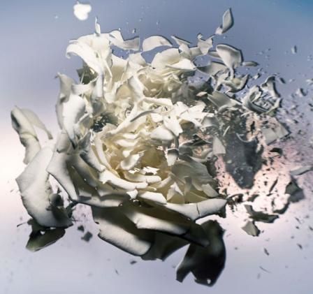 explodingrose.jpg