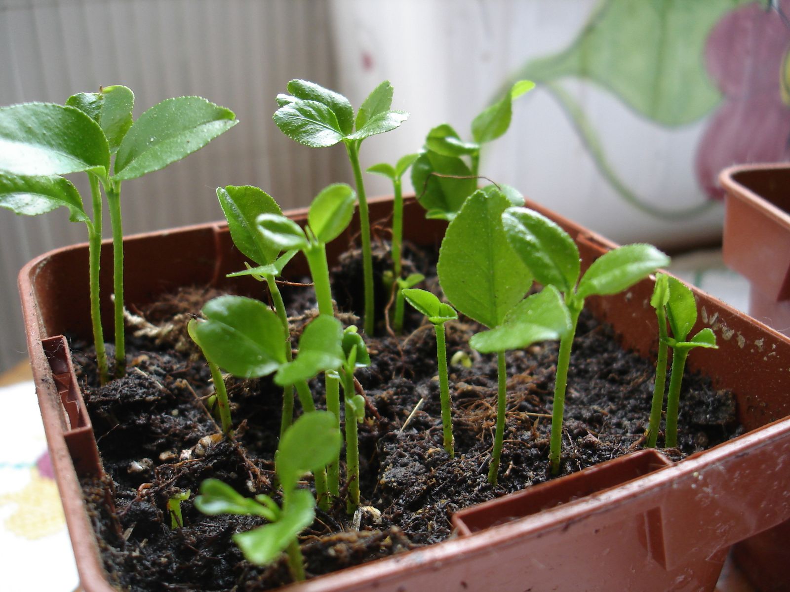 planter une graine de citron