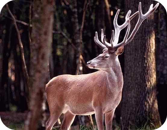 Les cerfs  Tout savoir sur les Animaux et la Nature