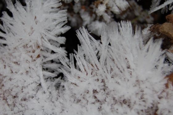 med-cristaux-de-neige-visoflora-22185.jpg