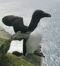Petit Pingouin (mais pas little penguin!)