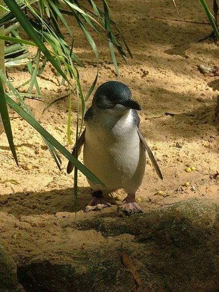 Manchot pygmée (ou Little Penguin)
