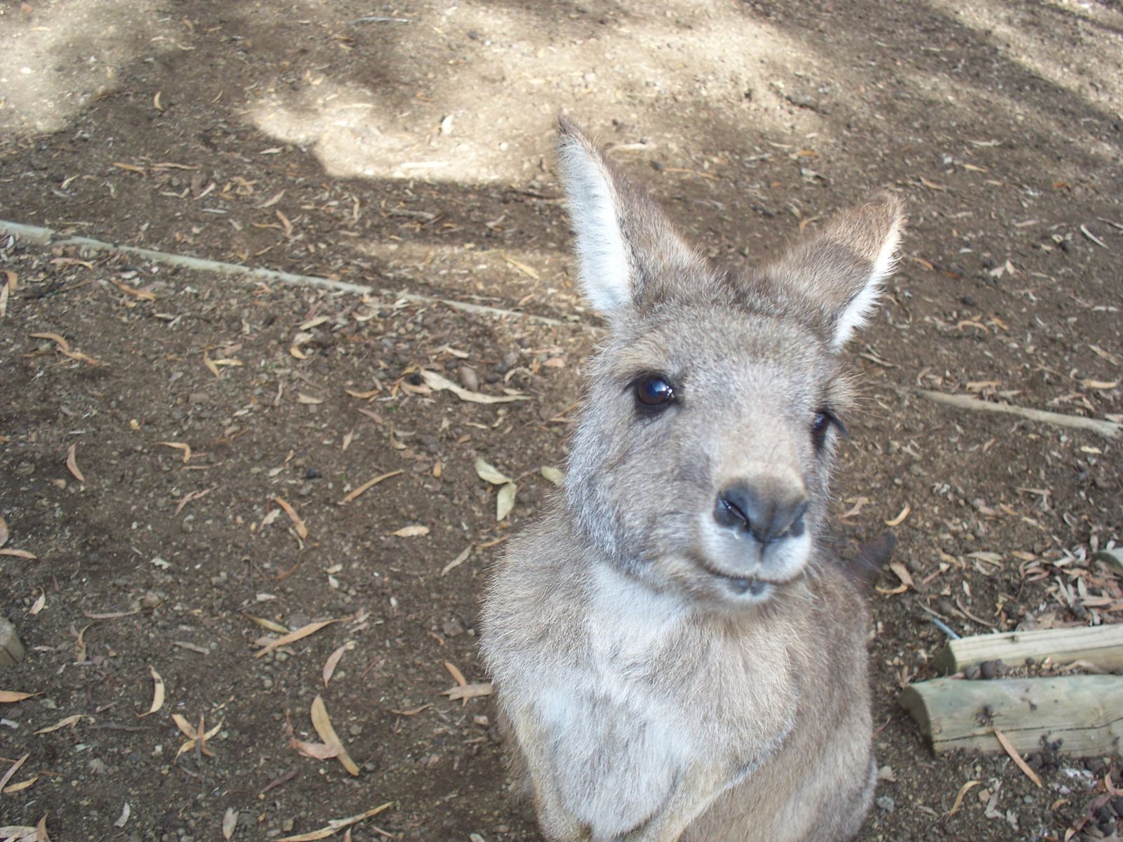 Wallaby gourmand