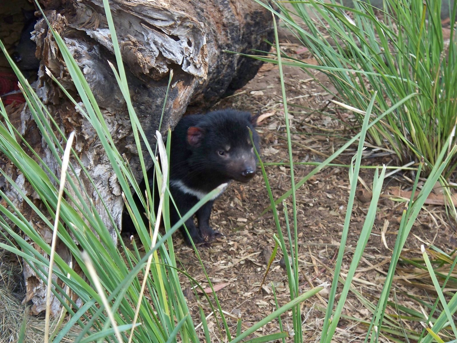 Diable de Tasmanie (Tasmanian devil's)