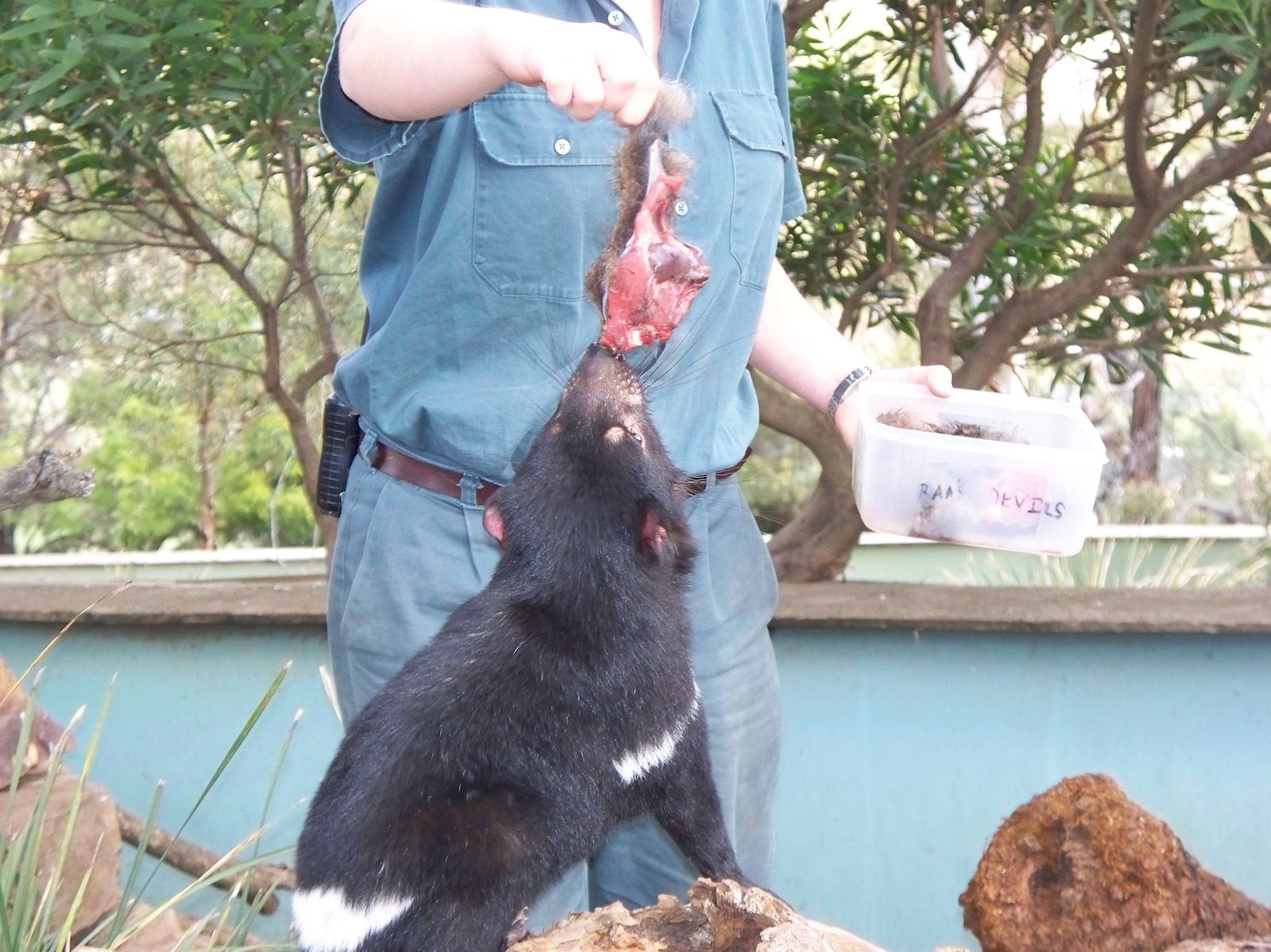 Le repas des diables.... du wallaby!!