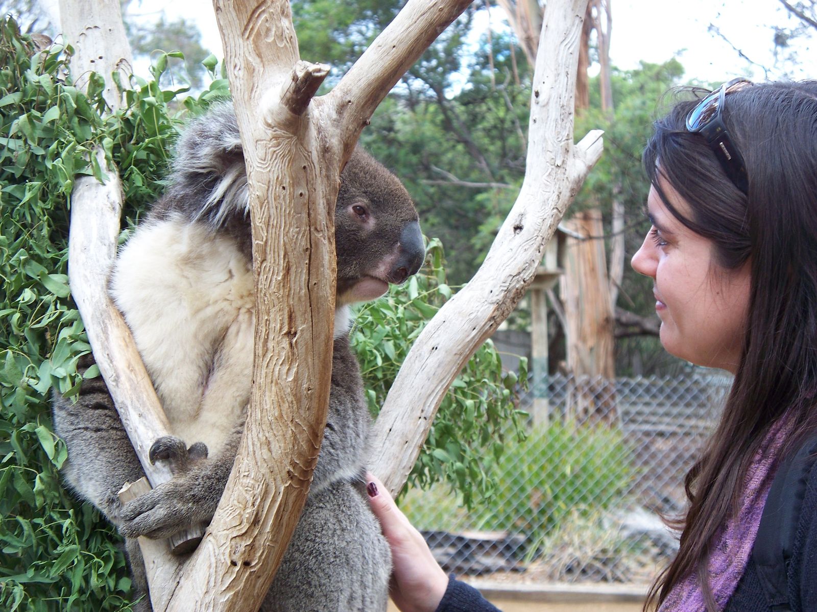 Rencontre avec le Koala