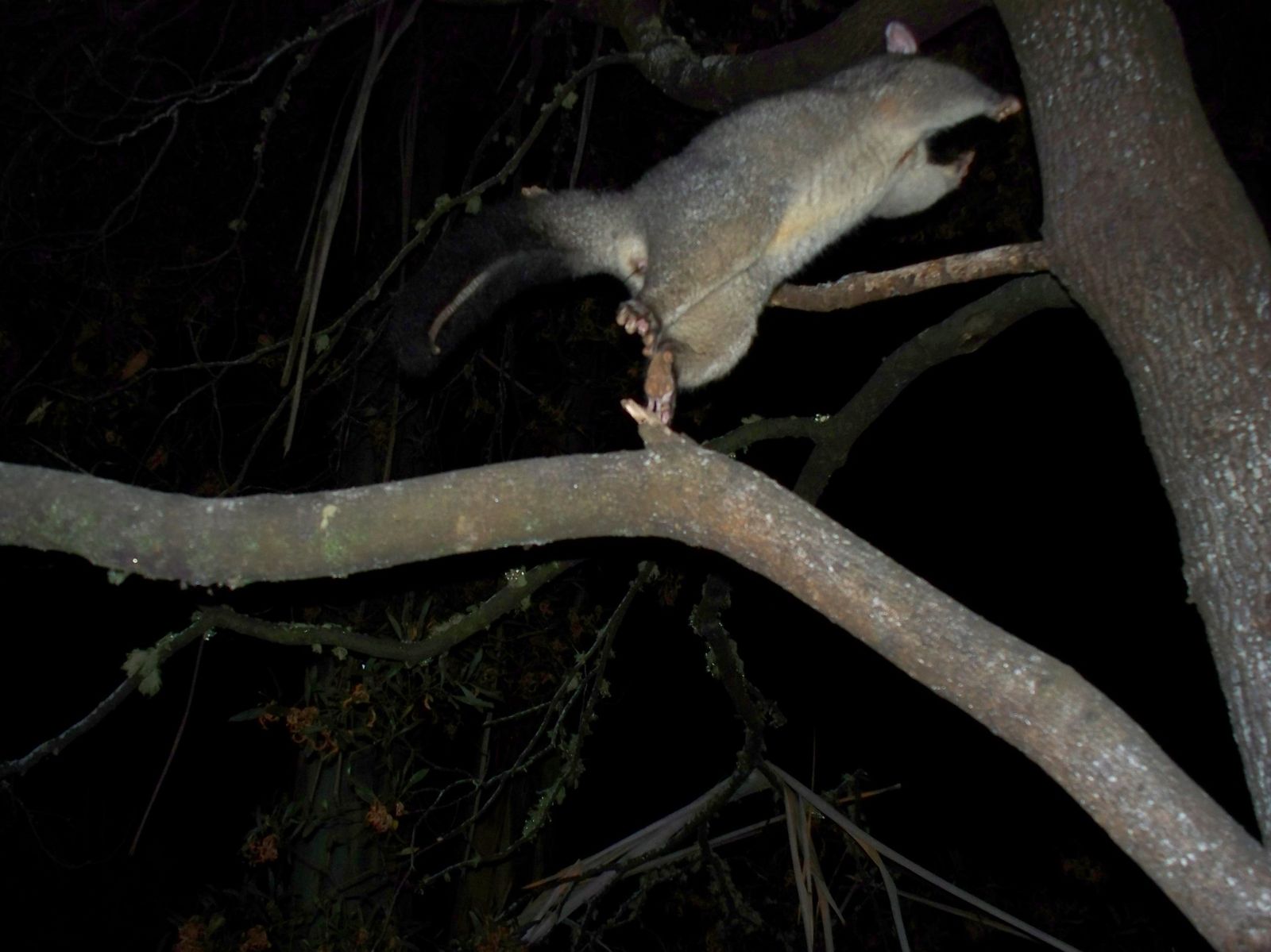 Un oppossum pris au vol !
