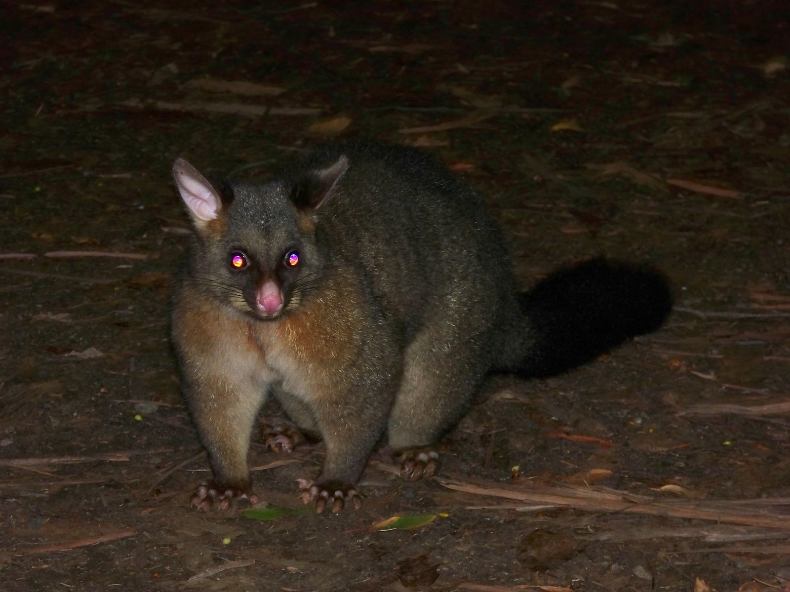 un oppossum qui nous regardait manger