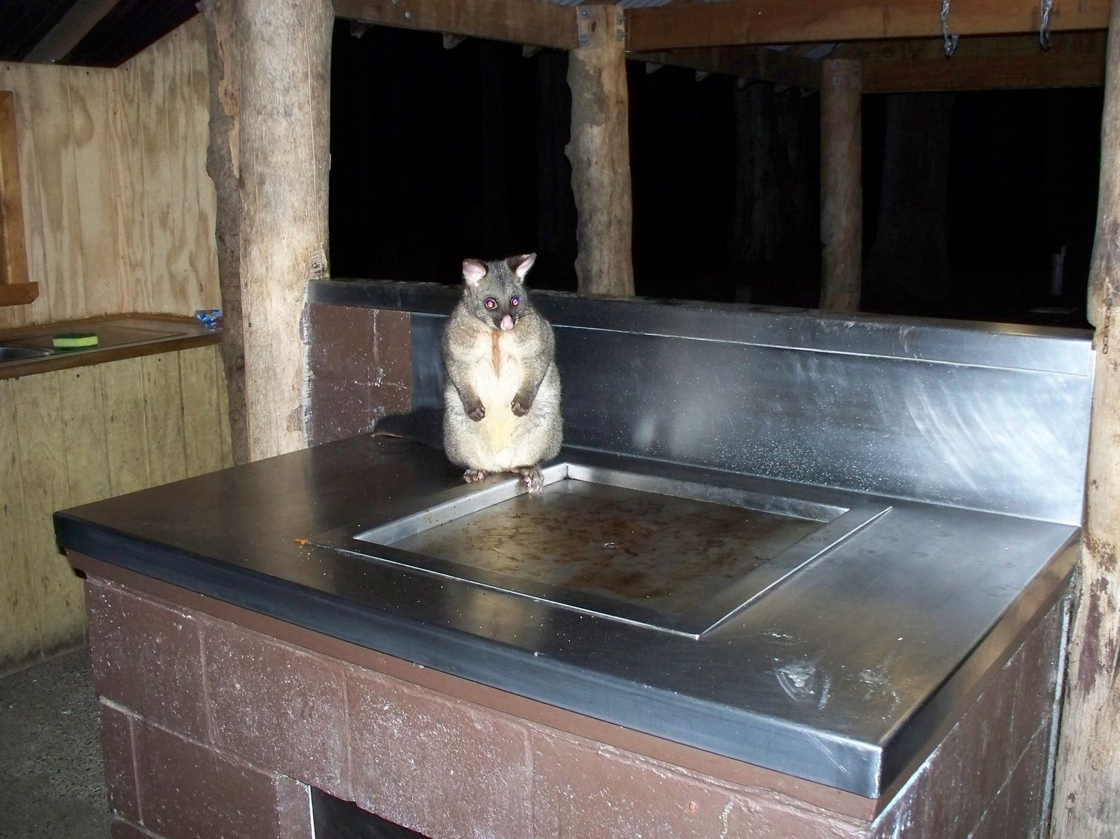 Les Barbecues electriques gratuits (oppossum en option)