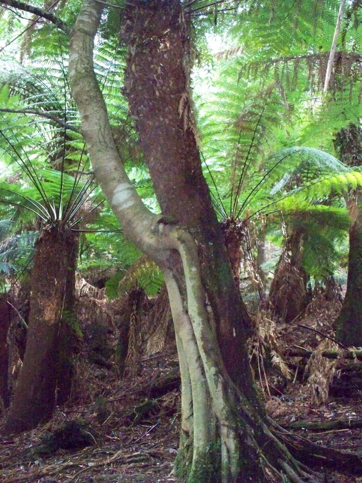 Un eucalyptus poussant sur un Fern tree. Exemple de la complexite de la vegetation