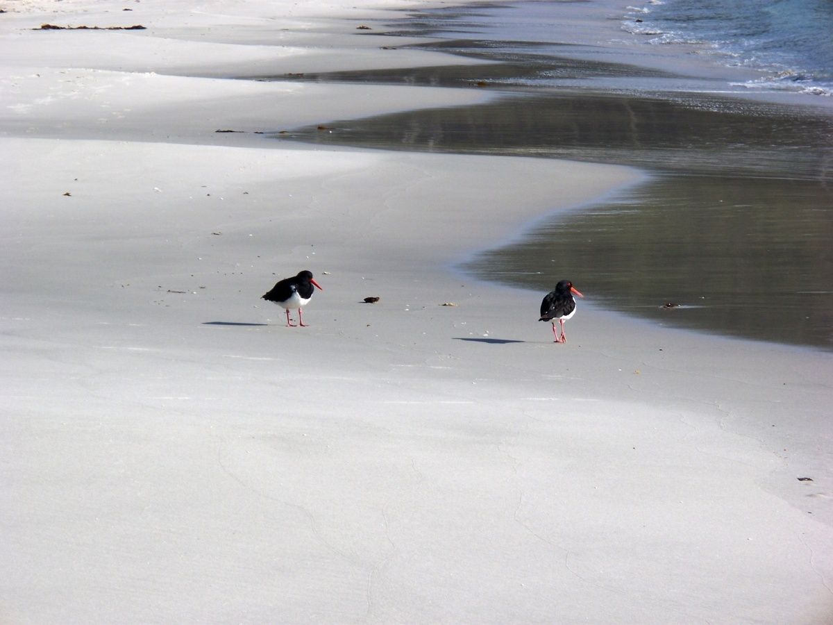 Couple de pied oystercatcher