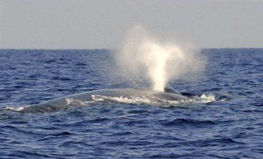 Baleine-port-de-NY--avr2009.jpg