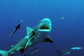 requin.jpg