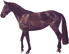 cheval (10)