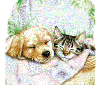 chiot et chaton dormant
