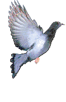 pigeon 24
