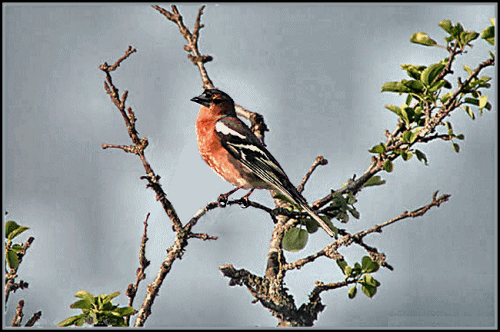 oiseau sur branche (2)