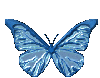 papillon (10)