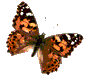 papillon (12)