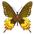 papillon (15)