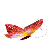 papillon (20)