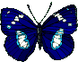 papillon (22)