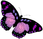 papillon (24)