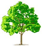 arbre (27)