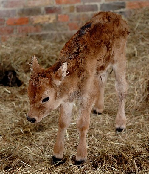 veau-1-juste-ne.jpg