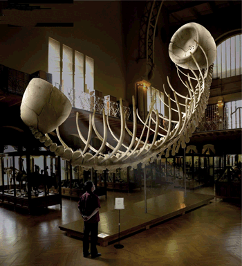 Squelette de combiné téléphonique dans un musée