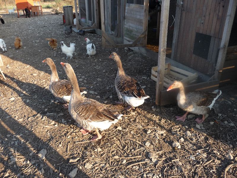 OIE DE TOULOUSE SANS BAVETTE - Le blog animaux de la ferme d'helene