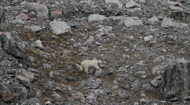 rencontre ours canada