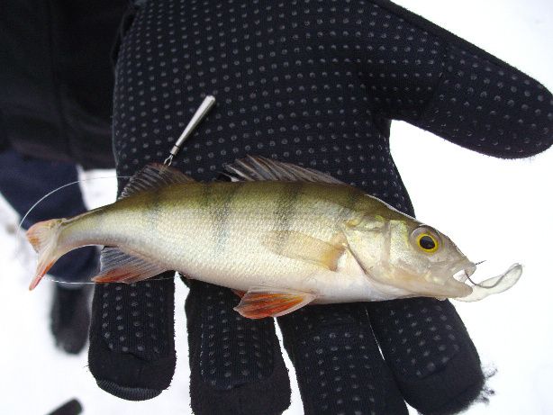 perch-detail.jpg