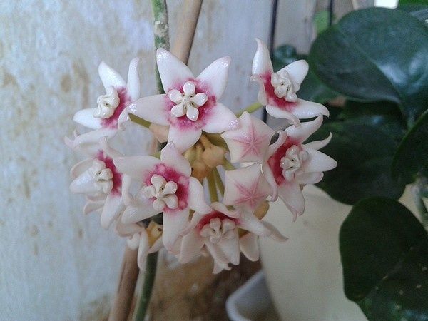 calycina-stargazer-2012-03-30.jpg