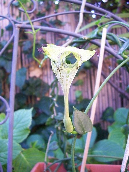 ceropegia-sandersoni.jpg
