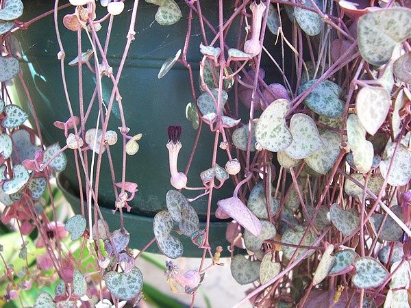 ceropegia-woodii-2.jpg