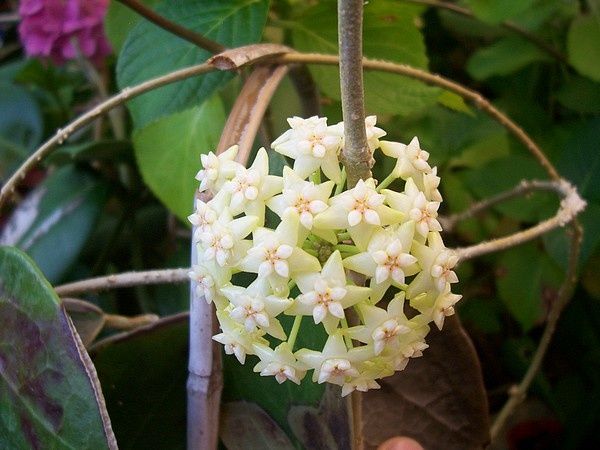 hoya-Parasitaca-citrina-03.07.2010.jpg