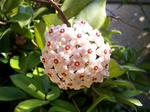 hoya-carnosa-26.06.2010.jpg