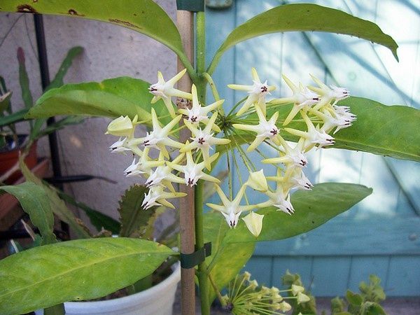 hoya-multiflora-philipinas.jpg