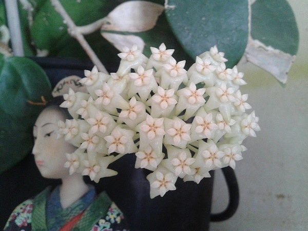 parasitica-citrina-05.06.12.jpg