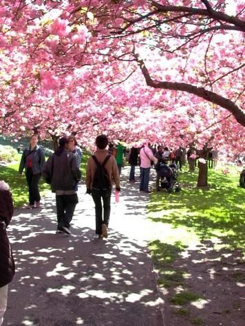 cherry-blossom-festival-056.jpg