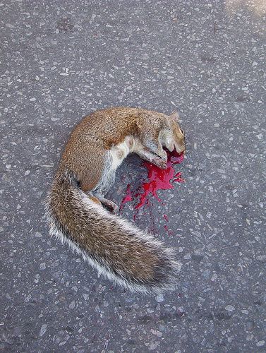 ecureuil mort