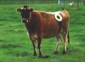 vache---hublot-1